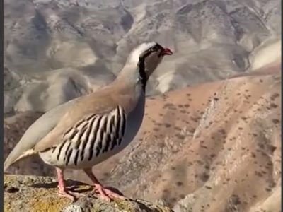 کبک: پرندۀ بومی در روستای اویندین