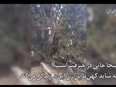 وقتی کهن‌ترین زن ایران ثبت ملی شد/ درختی که از پیش از مسیح روی زمین است / ارس مراد به کمک نیاز دارد